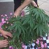 Reefer Randomness: Pot Plants in Municipal Flower Baskets